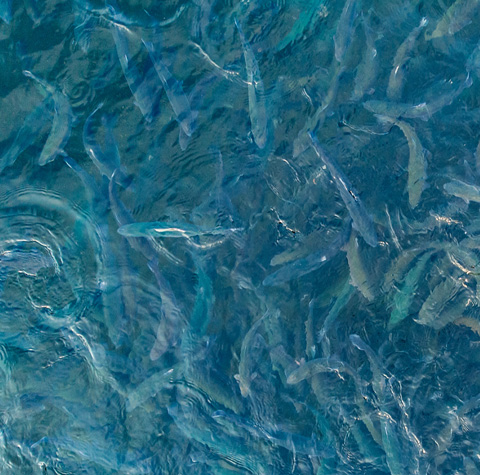 Fish Farming