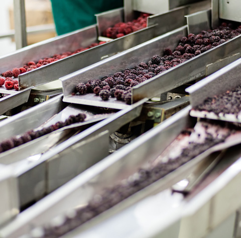 Food Processing